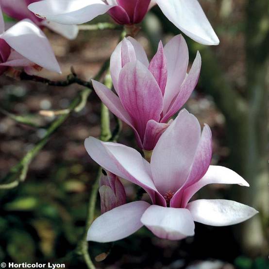 Magnolia soulangeana - Magnolia de Soulange Pot de 7,5L/10L - Image 1