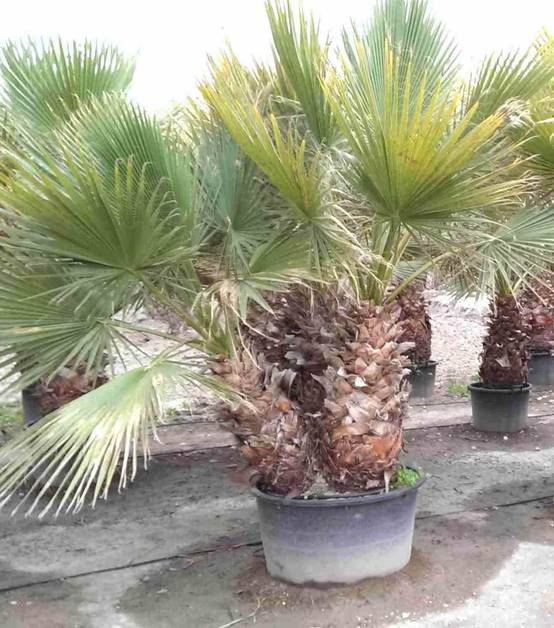 Sans Marque - Washingtonia Robusta (Palmier éventail, Palmier du Mexique) Taille:Pot de 10 litres ? 120/140 cm - Couleur floraison:rose - Image 4