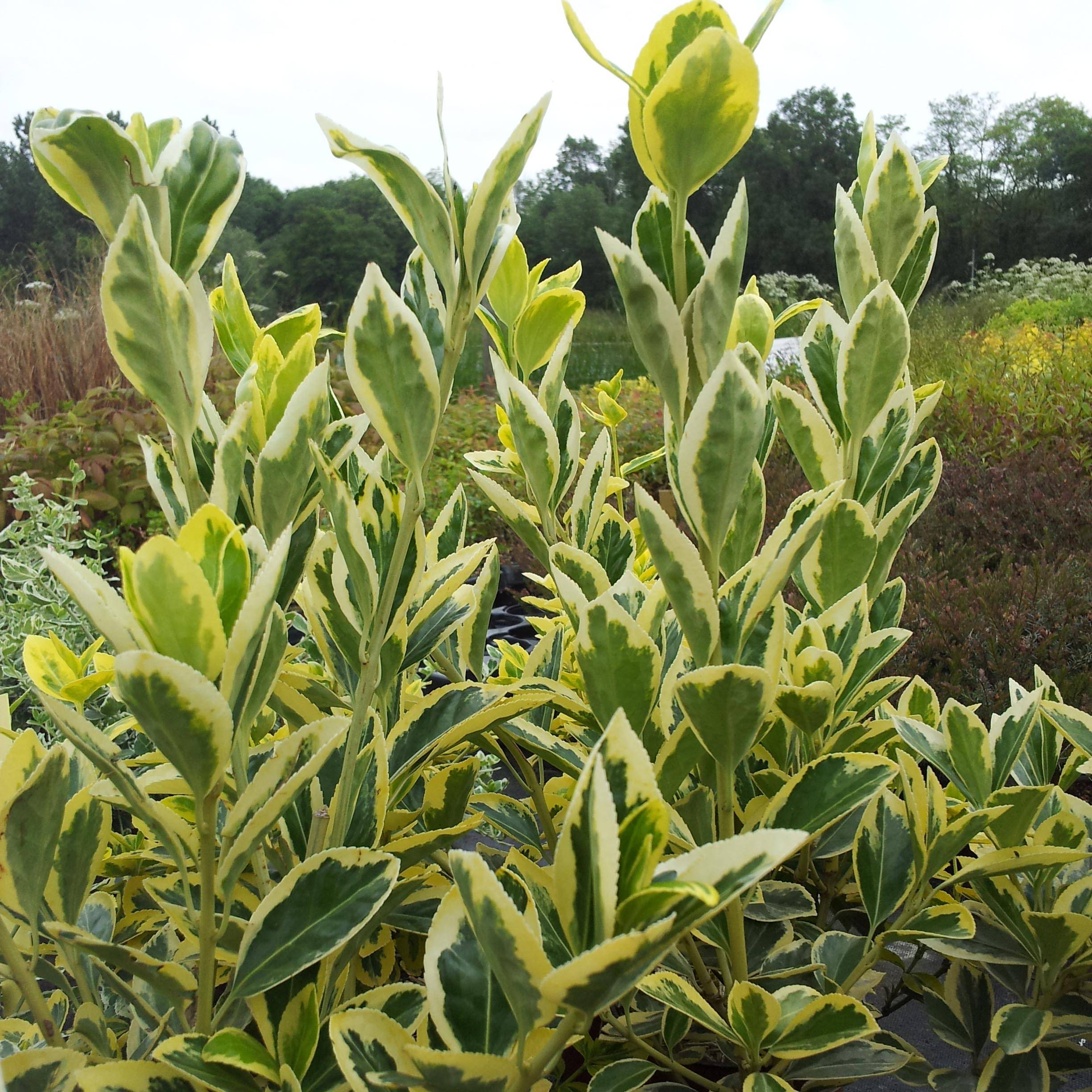Promesse de Fleurs - Euonymus japonicus Bravo - Fusain du Japon Pot de 2L/3L