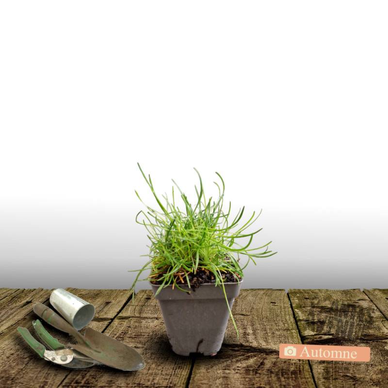 Gazon d'Espagne Blanc à fleurs Blanche/ - feuillage Persistant - Godet - 5/20 cm - Imagen 2