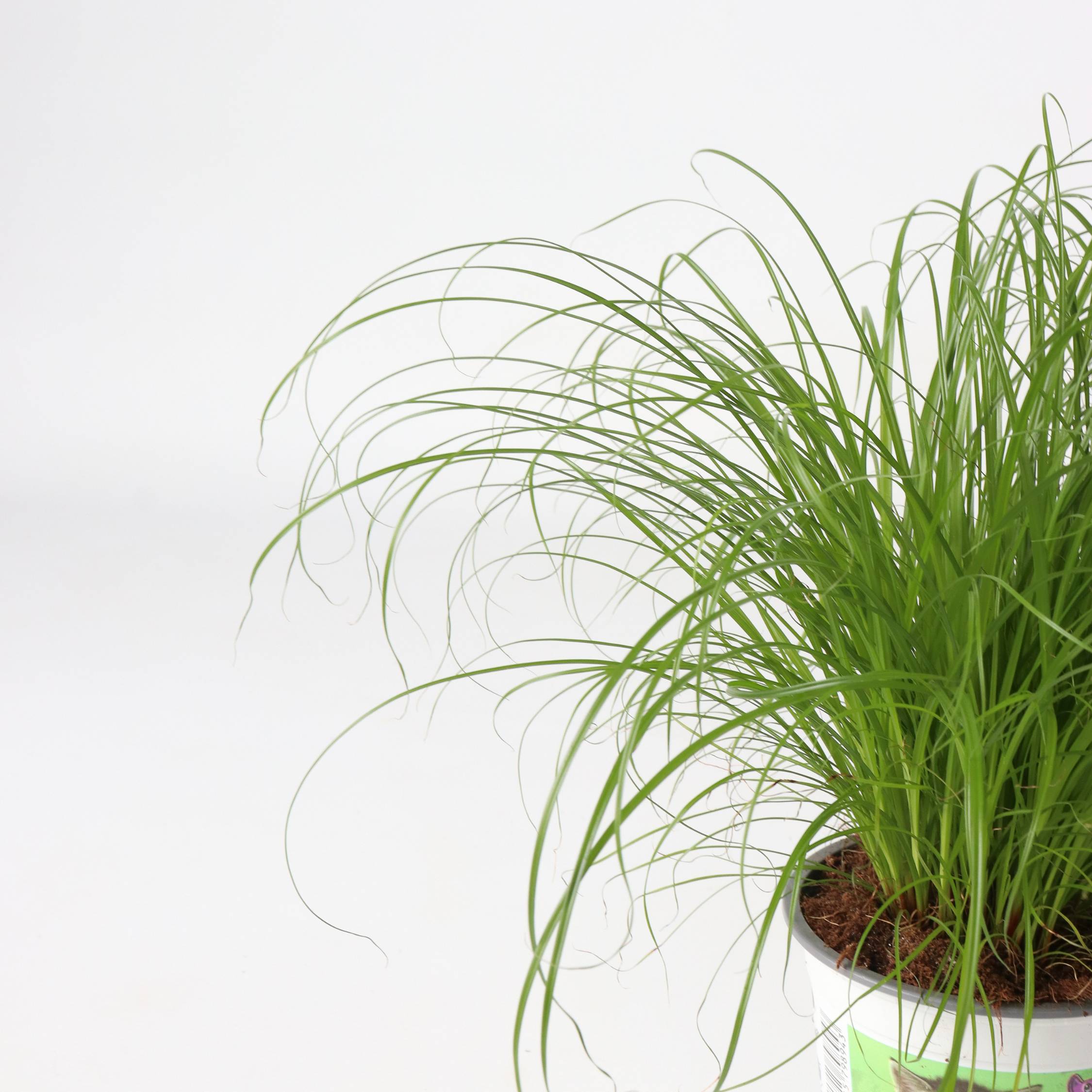 Plant In A Box - Herbe à chat - Set de 4 - Cyperus zumula - Hauteur 30-40cm - ⌀12cm - Image 4
