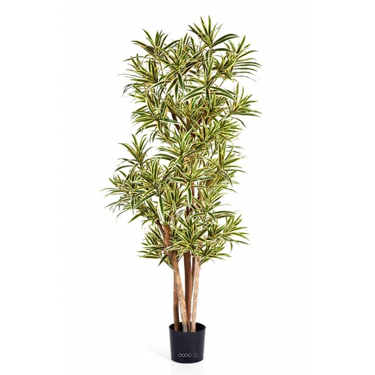 Artificielles - Dracaena reflexa artificiel Panache H 180 cm 1974 feuilles en pot - dimhaut: H 180 cm - couleur: Blanc-vert