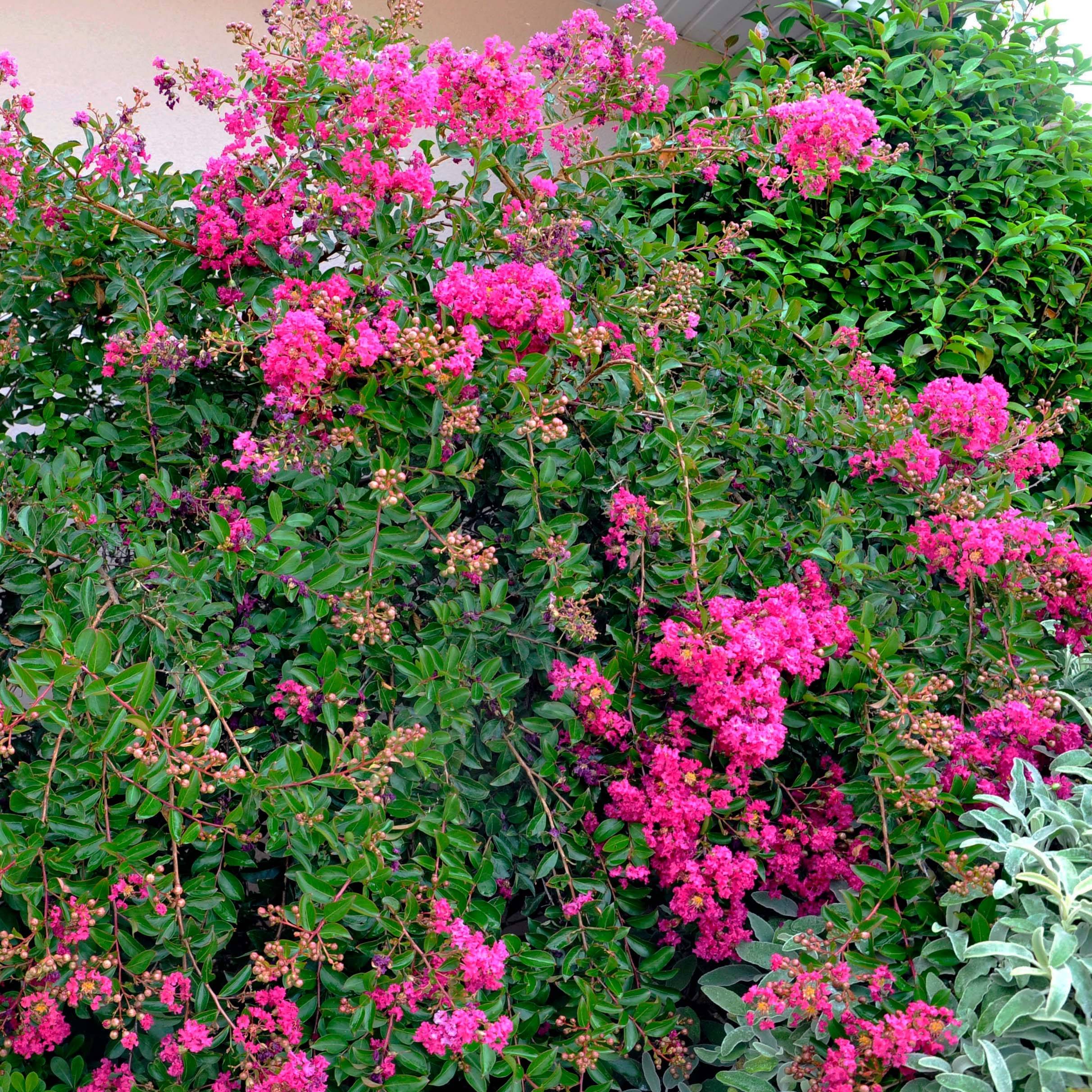 Lagerstroemia Mimie Fuchsia - Lilas de indes couvre-sol Pot de 2L/3L - Image 1