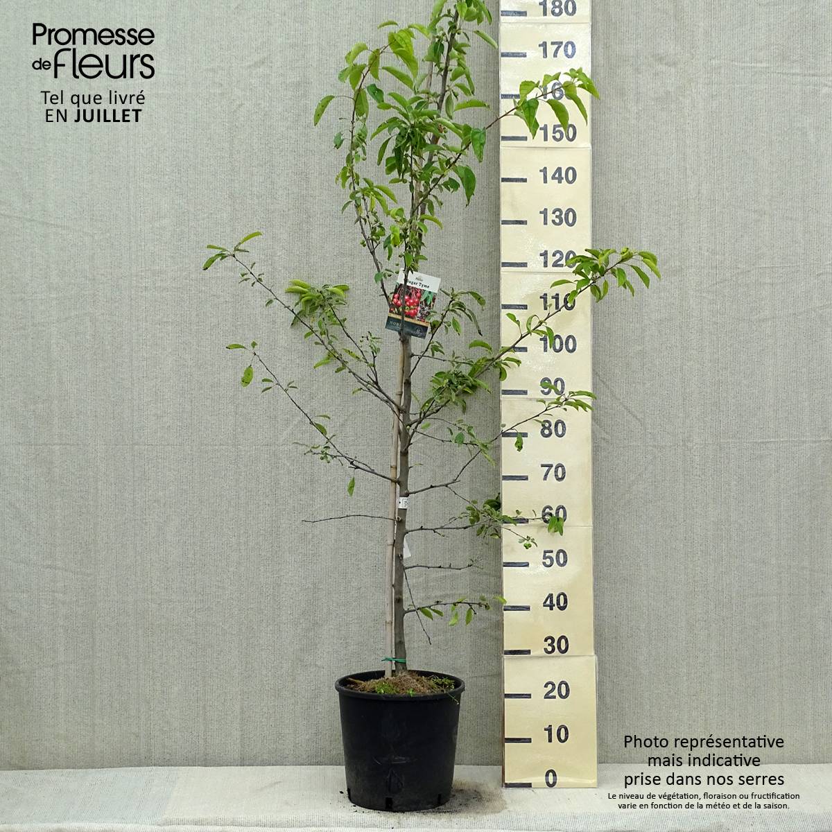 Promesse de Fleurs - Pommier d'ornement - Malus Sugar Tyme Pot de 12L/15L, Tige - Image 2
