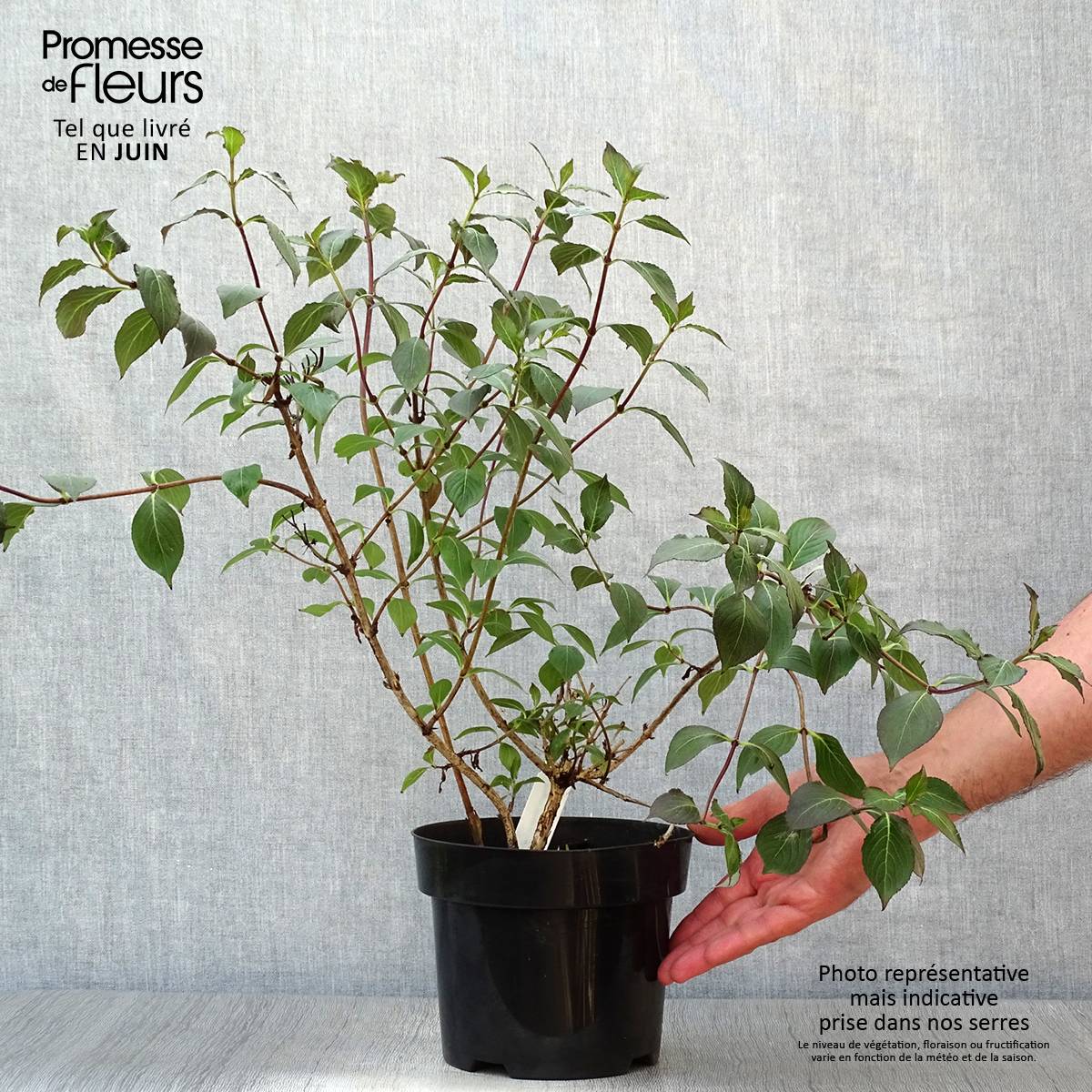 Weigela Wings of Fire  Pot de 3L/4L - Image 2