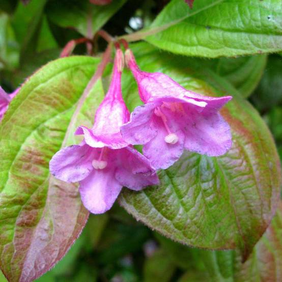 Weigela Wings of Fire Pot de 3L/4L - Image 1