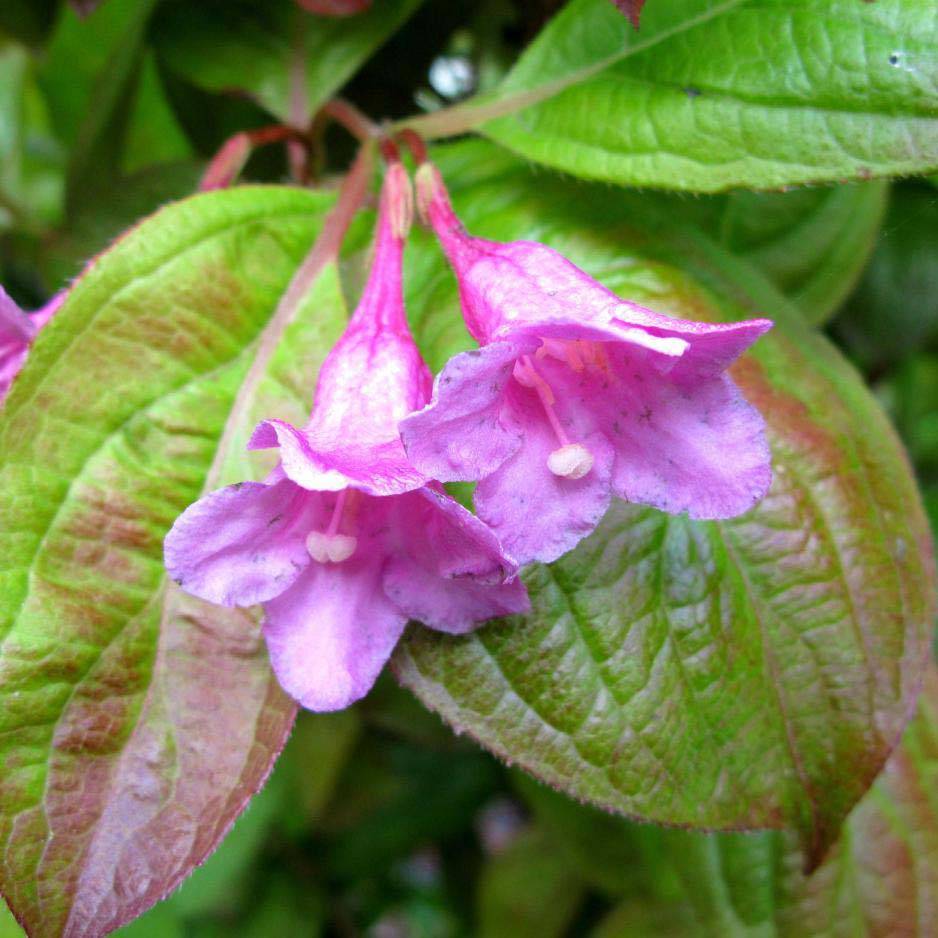 Weigela Wings of Fire  Pot de 3L/4L - Image 1