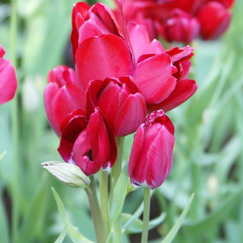 Promesse de Fleurs - Tulipe pluriflore Fiery Club Bulbe calibre 11+ (par 10)