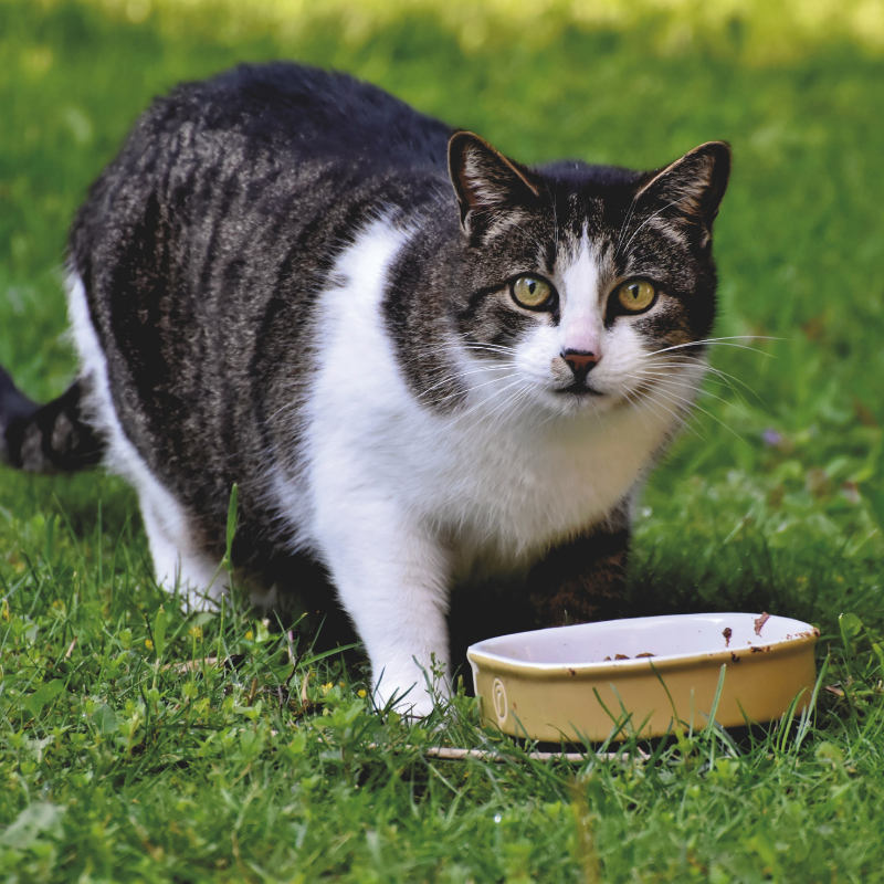 Felichef - Felichef - Emincés Bio Saumon & Légumes pour Chat - Imagen 2