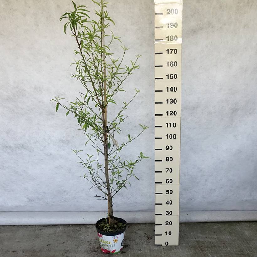 Promesse de Fleurs - Pêcher à fleurs - Prunus persica Taoflora White Pot de 7,5L/10L, Baliveau - Image 2