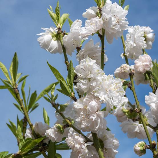 Promesse de Fleurs - Pêcher à fleurs - Prunus persica Taoflora White Pot de 7,5L/10L, Baliveau - Image 1