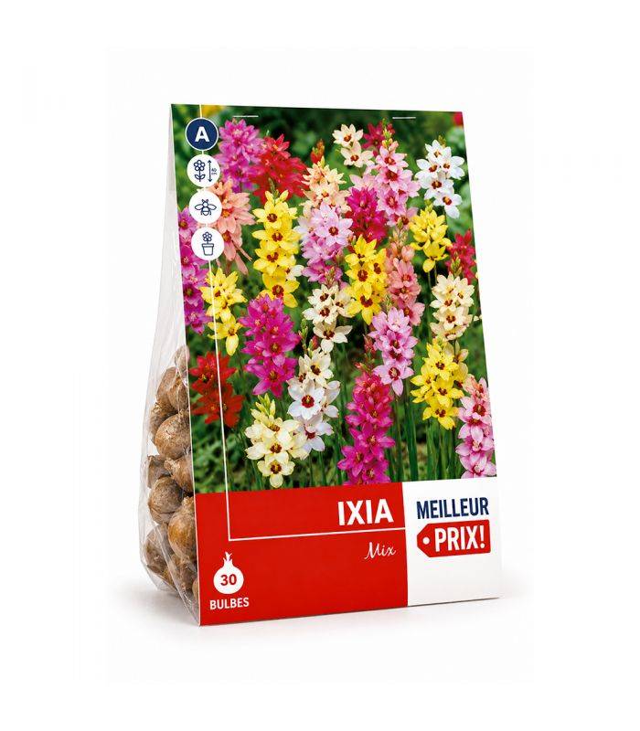 Ixia en mélange Sgaravatti 30 bulbes, floraison colorée et légère idéale pour massifs et bouquets - 618060 - Image 2