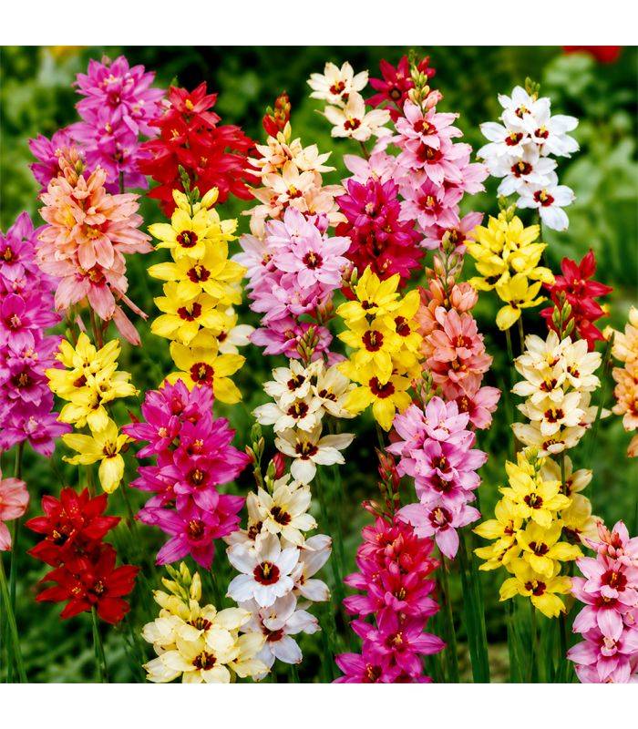 Ixia en mélange Sgaravatti 30 bulbes, floraison colorée et légère idéale pour massifs et bouquets - 618060 - Image 1