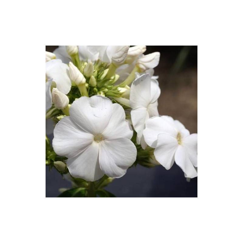 Phlox paniculé White Sparr à fleurs Blanche/ - feuillage Caduc - Godet - 5/20 cm - Imagen 1