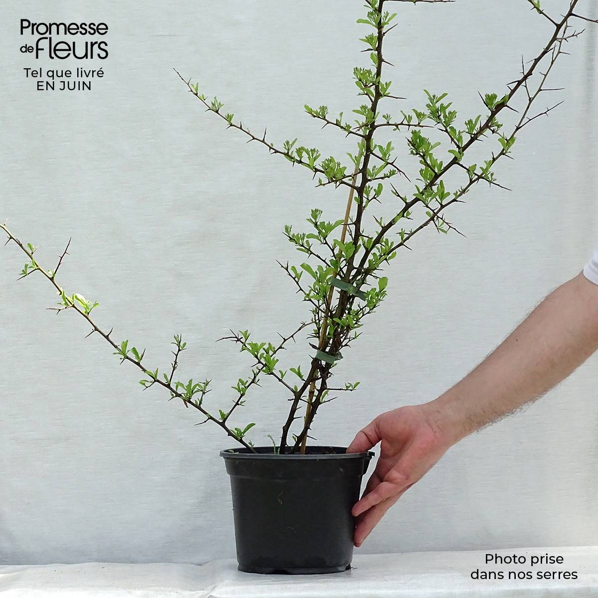 Pyracantha Orange Glow - Buisson ardent Pot de 2L/3L - Image 2