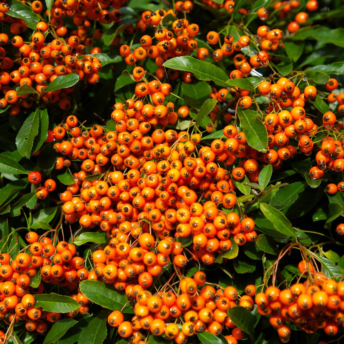 Promesse de Fleurs - Pyracantha Orange Glow - Buisson ardent  Pot de 2L/3L