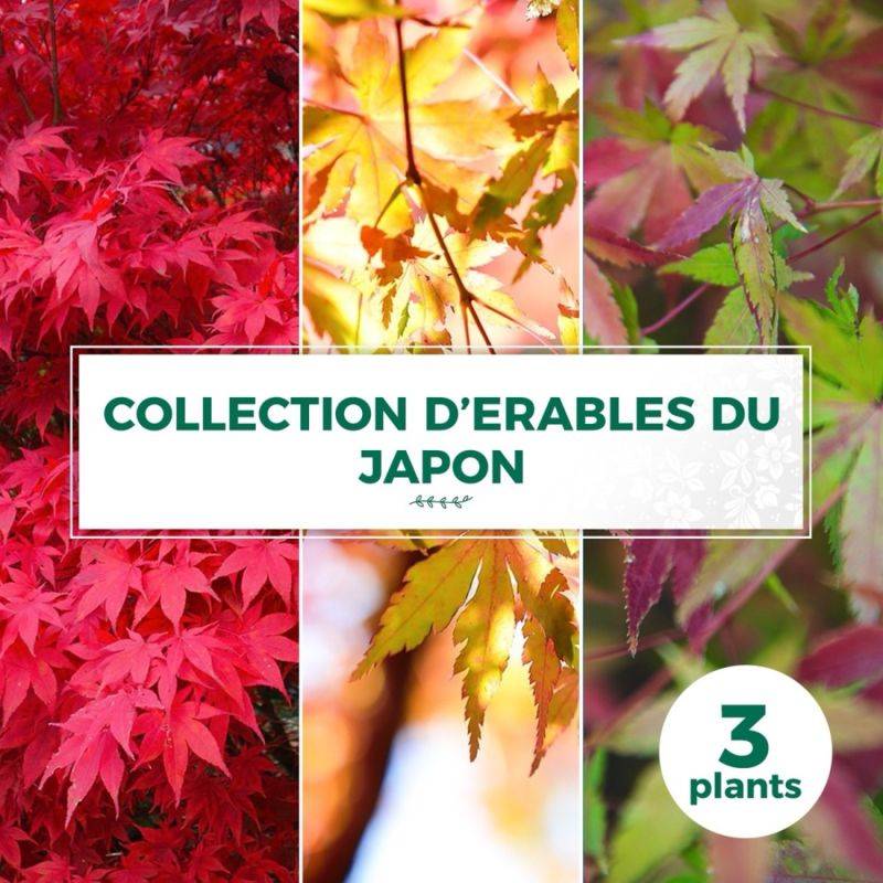 Collection de 3 Erables du Japon - Godet 9cm - Pépinières Naudet - Imagen 1