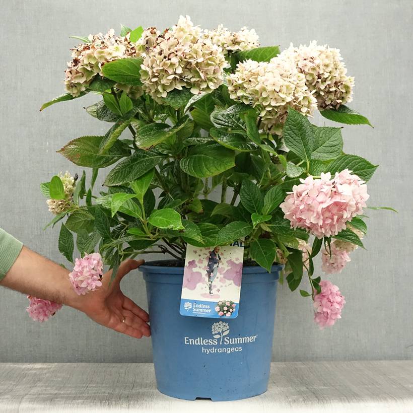 Promesse de Fleurs - Hortensia - Hydrangea macrophylla Endless Summer The Original (Rose) Pot de 12L/15L - Image 2