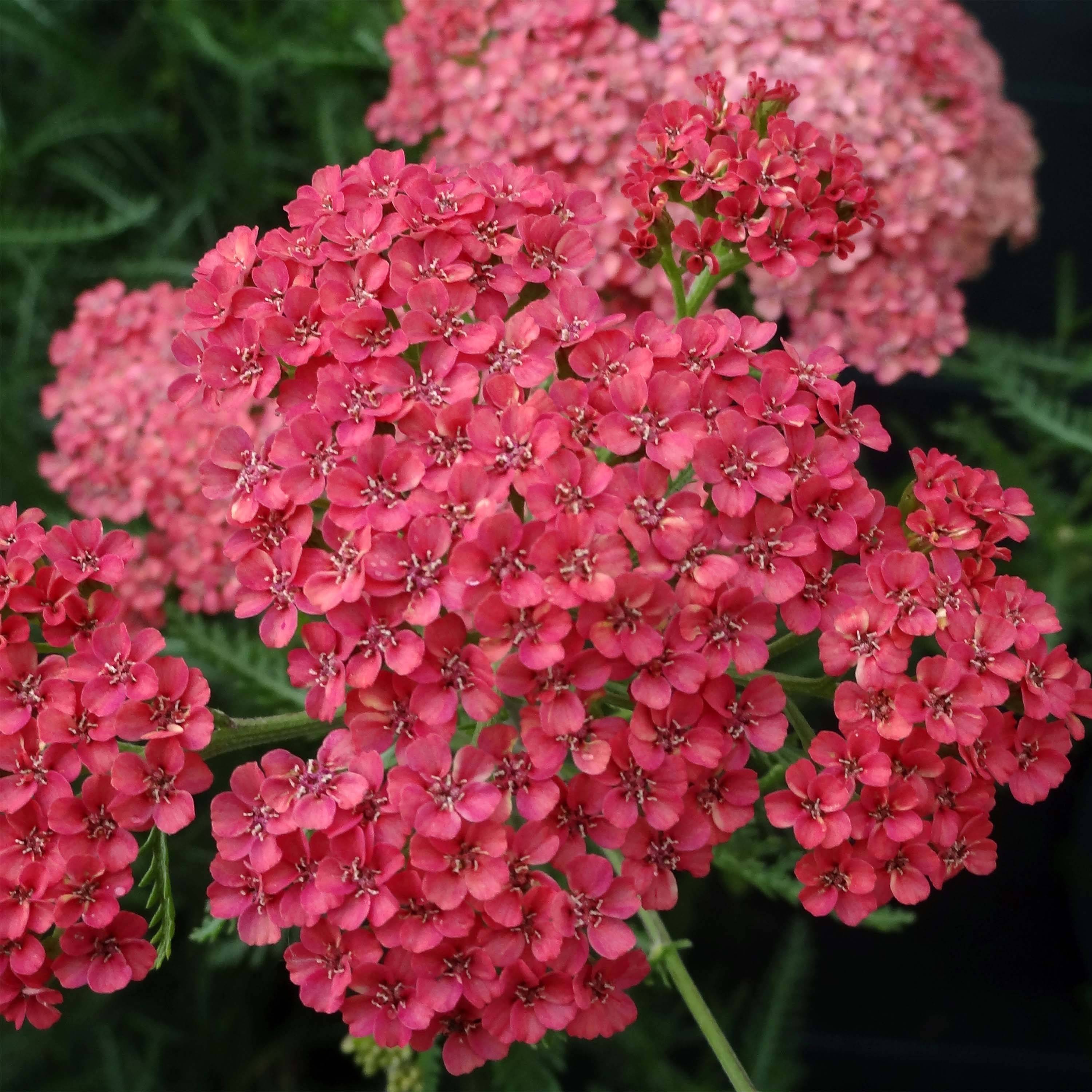 Promesse de Fleurs - Achillée millefeuilles Apricot Delight (Tutti frutti) - Achillea millefolium Godet de 8/9 cm
