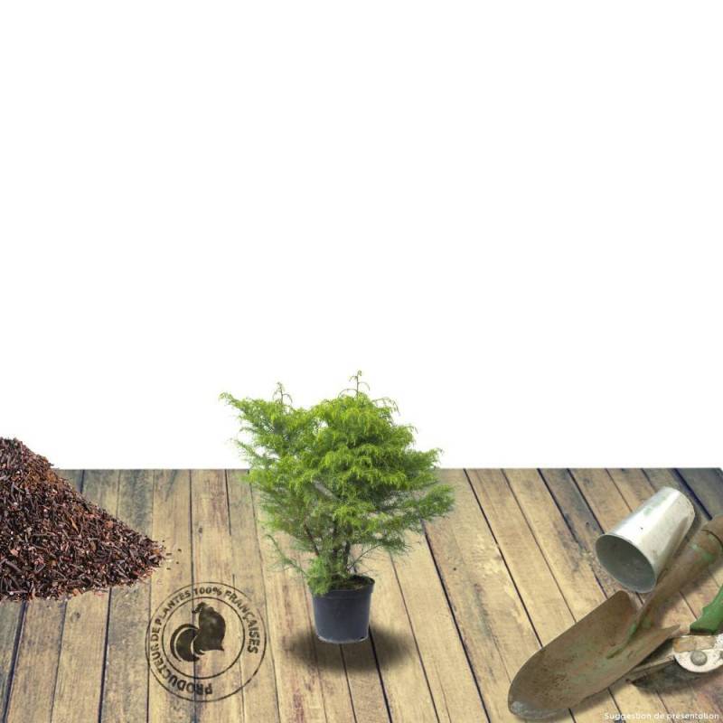 Cèdre du Japon Bandai Sugi, Cryptomeria - Pot de 3L - 20/40 cm - Image 2