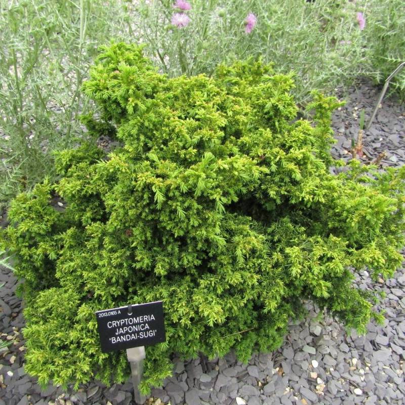 Cèdre du Japon Bandai Sugi, Cryptomeria - Pot de 3L - 20/40 cm - Image 1