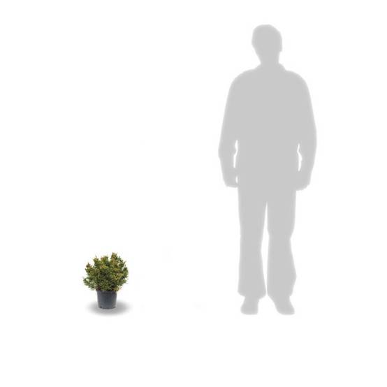 Cèdre du Japon Bandai Sugi, Cryptomeria - Pot de 3L - 20/40 cm - Image 3