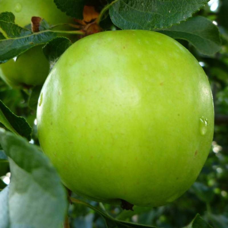 Pommier Granny Smith - Bon rendement - Pot de 15L - Palmette oblique - 150/175 cm - De 3,00 m à 5,00 m - Imagen 8