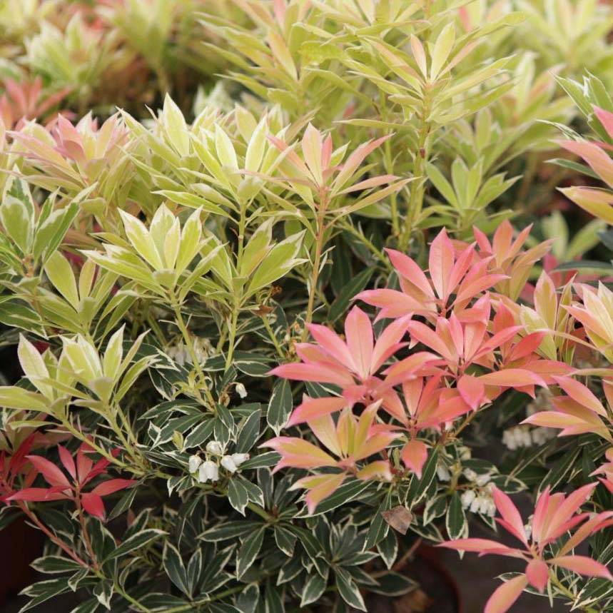 Promesse de Fleurs - Andromède du Japon - Pieris japonica Flaming Silver Pot de 4L/5L - Image 1