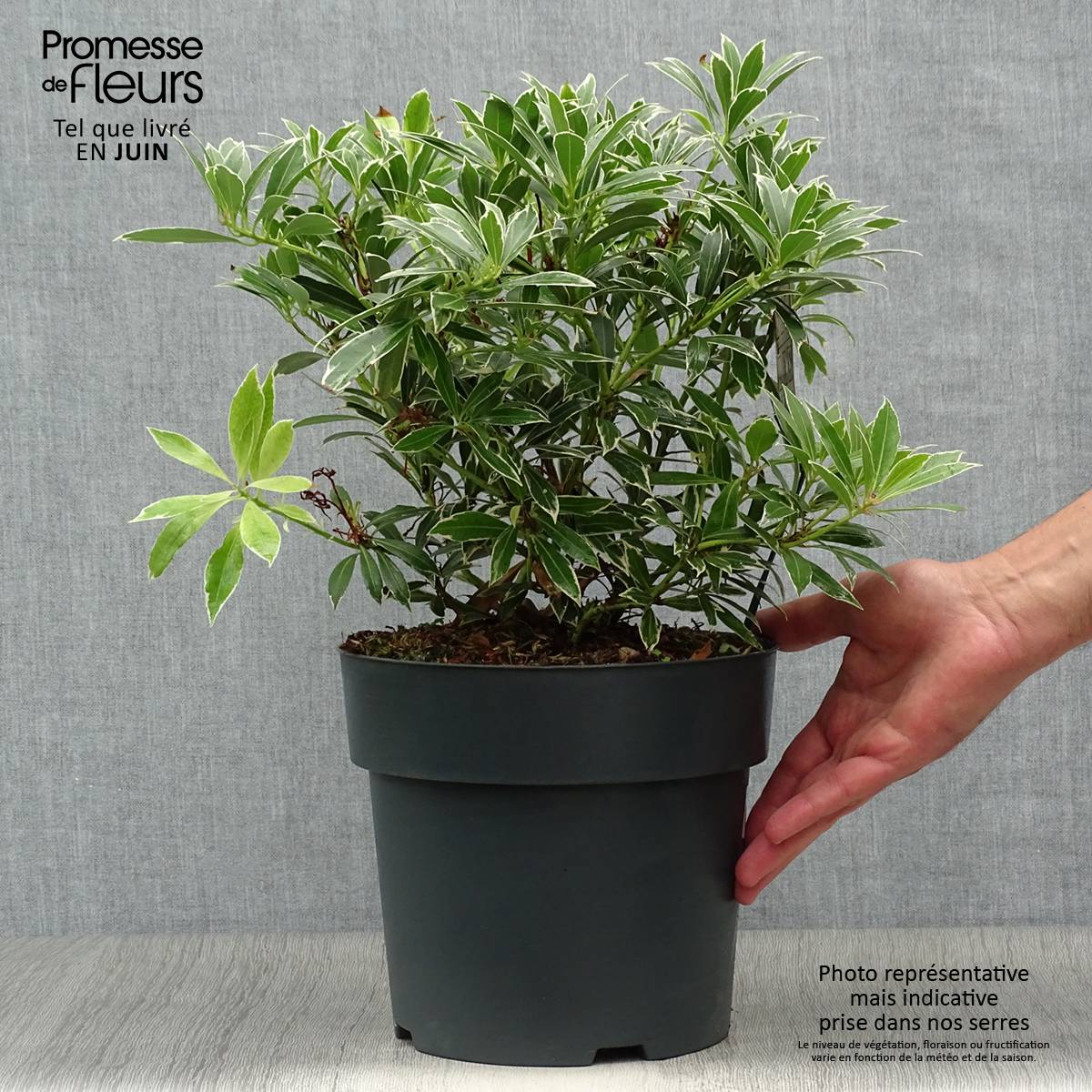 Promesse de Fleurs - Andromède du Japon - Pieris japonica Flaming Silver Pot de 4L/5L - Image 2