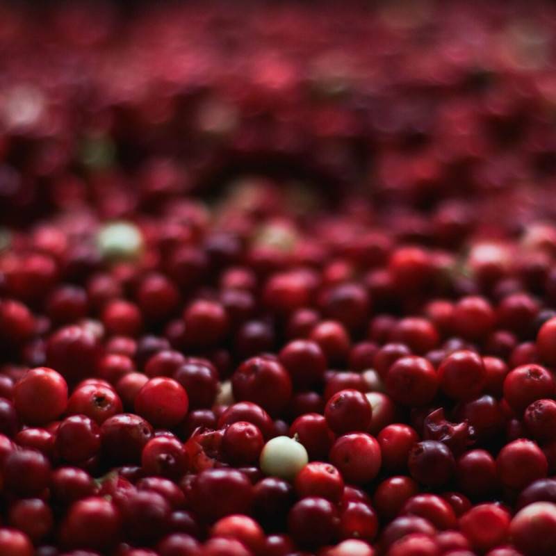 Canneberge à gros fruits, Airelles, Cranberry Howes à fleurs Rose - feuillage Semi-Persistant - Godet - 5/10 cm-  hauteur à maturité De 1,00 m à 1,50 - Imagen 7