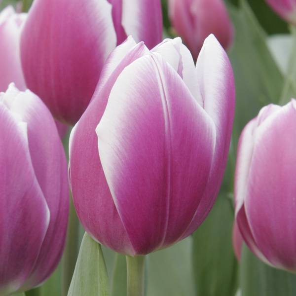 Promesse de Fleurs - Tulipe Triomphe Synaeda Blue Bulbe calibre 12+ (par 10)