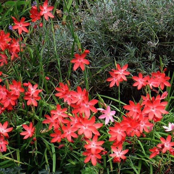 Schizostylis coccinea Major, Lis des Cafres Godet de 7/8 cm