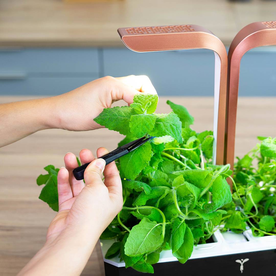 Veritable - Lingot Menthe Pomme - Recharge prête à l'emploi - Véritable - Imagen 3