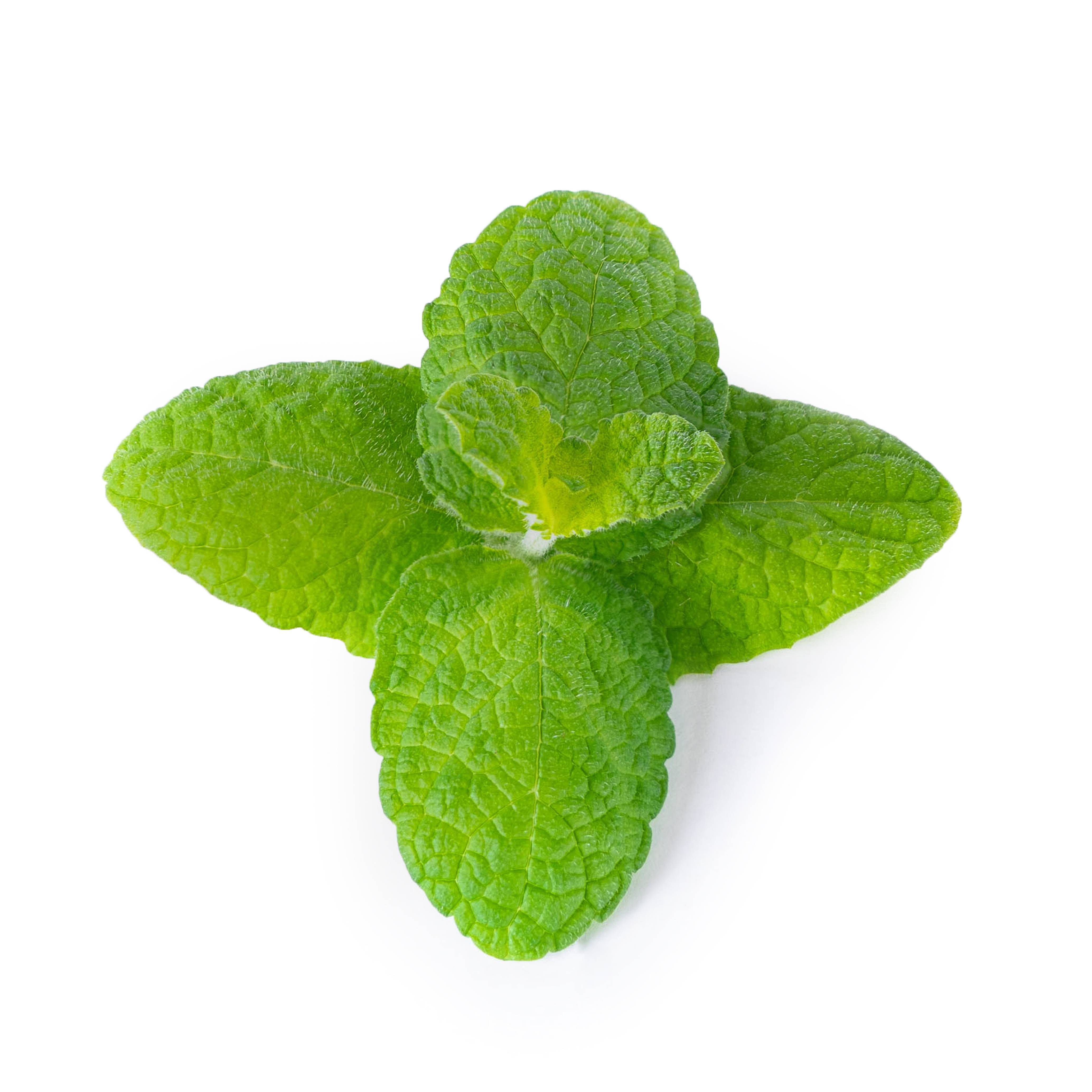 Veritable - Lingot Menthe Pomme - Recharge prête à l'emploi - Véritable - Imagen 2