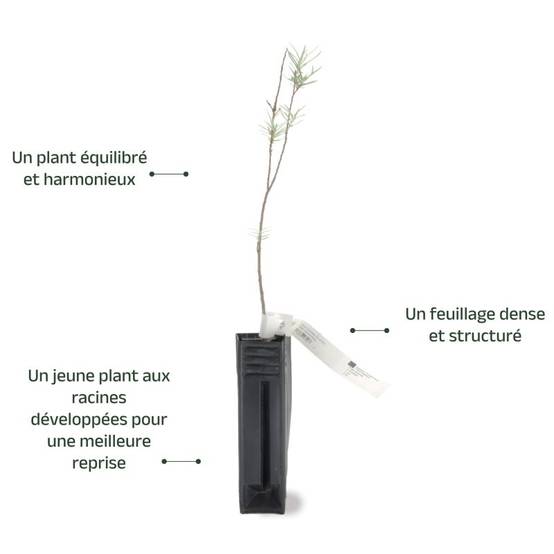 Saule à feuilles de romarin (Salix rosmarinifolia) - Godet - Taille 20/40cm - Pépinières Naudet - Image 3