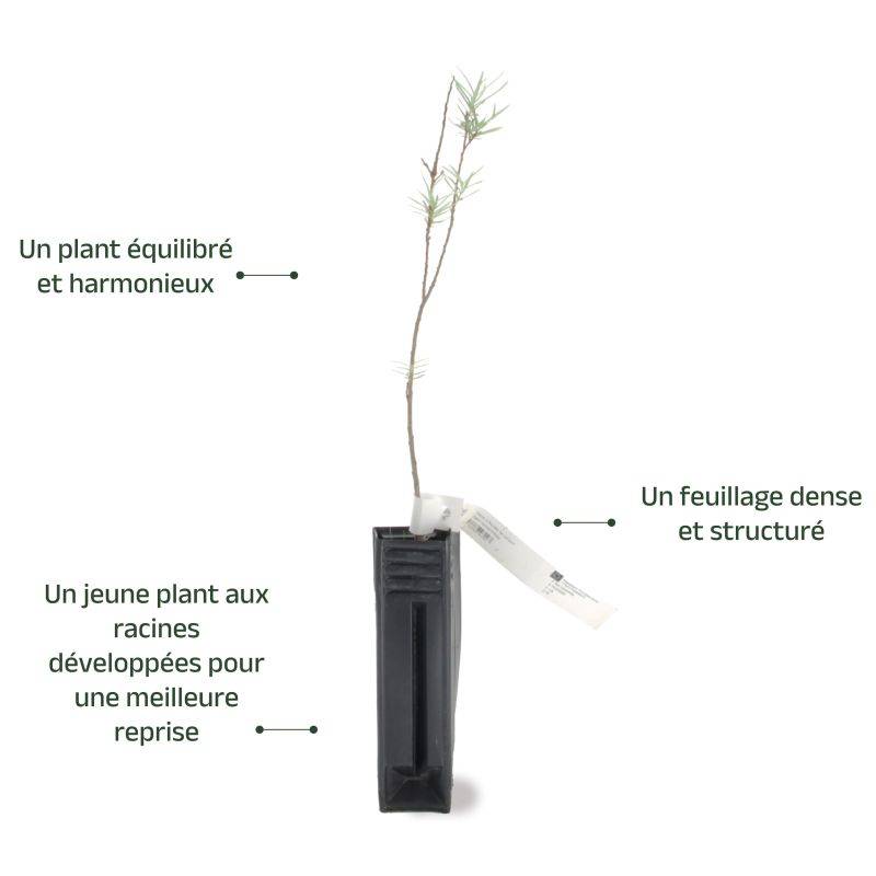 Saule à feuilles de romarin (Salix rosmarinifolia) - Godet - Taille 20/40cm - Pépinières Naudet - Image 3