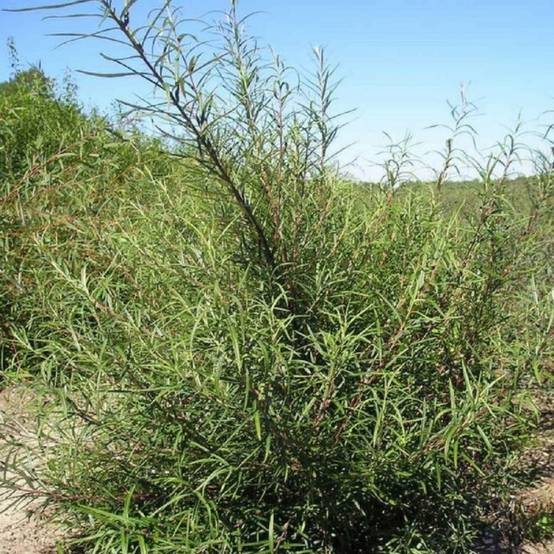 Saule à feuilles de romarin (Salix rosmarinifolia) - Godet - Taille 20/40cm - Pépinières Naudet - Image 1