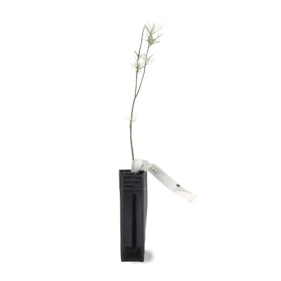 Saule à feuilles de romarin (Salix rosmarinifolia) - Godet - Taille 20/40cm - Pépinières Naudet - Image 2
