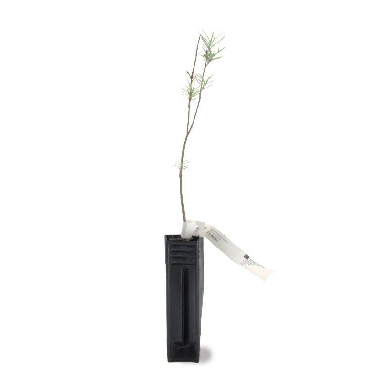 Saule à feuilles de romarin (Salix rosmarinifolia) - Godet - Taille 20/40cm - Pépinières Naudet - Image 2