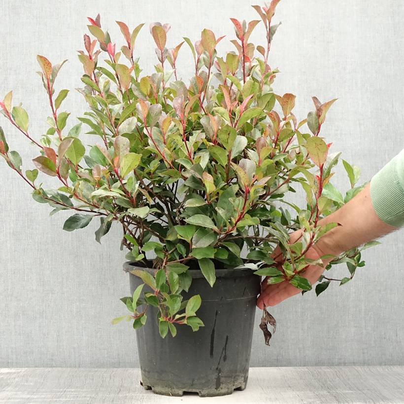 Photinia Little Red Robin en pot de 10L - Image 2