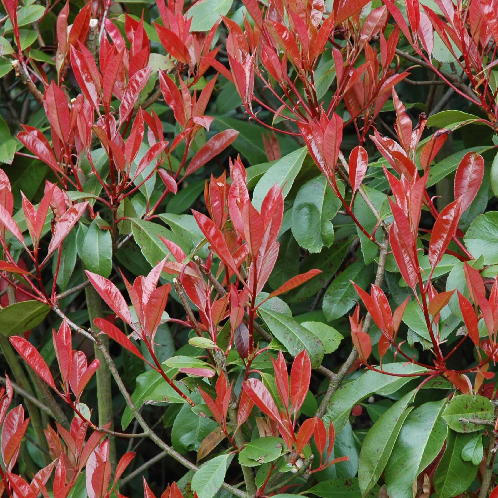 Photinia Little Red Robin en pot de 10L - Image 1