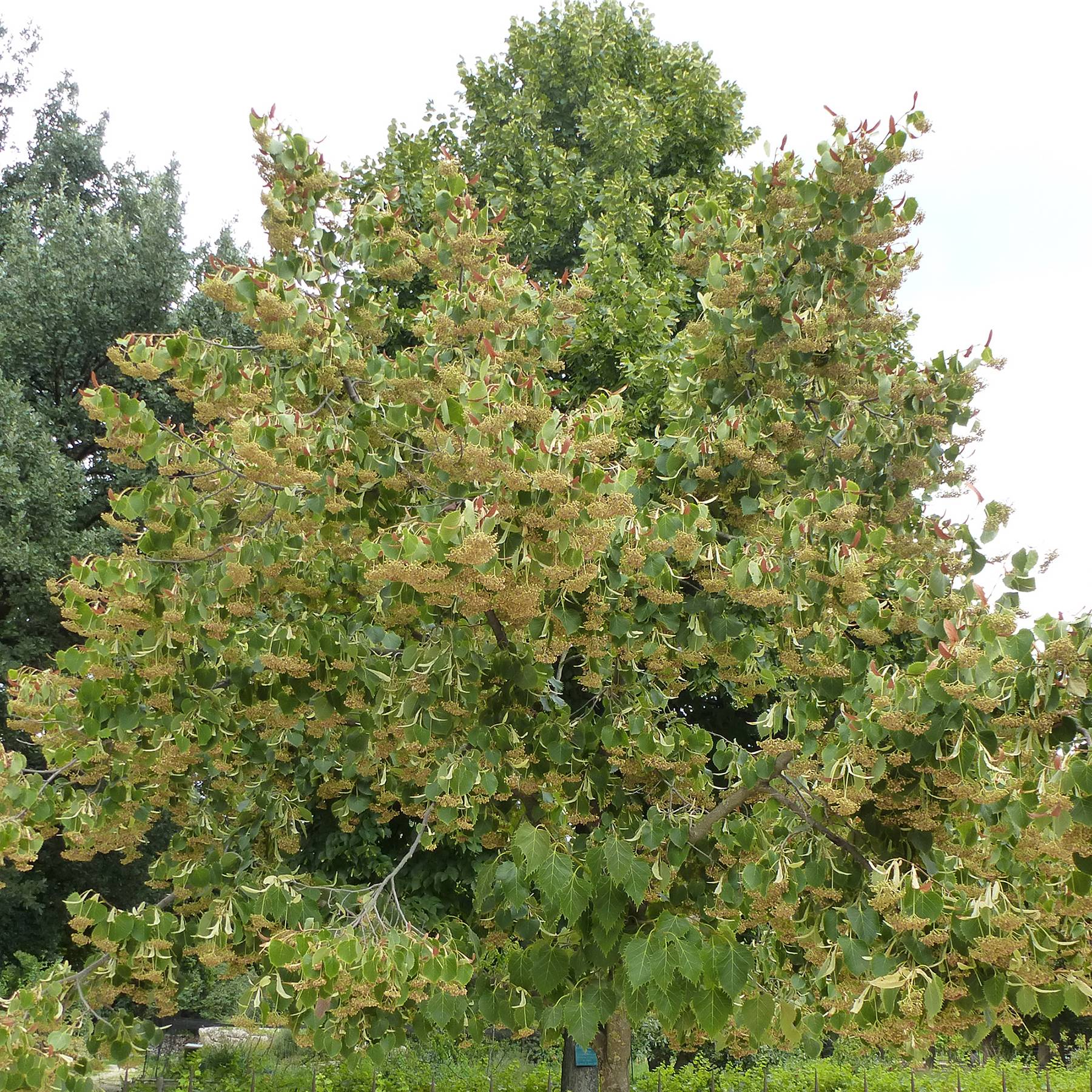 Promesse de Fleurs - Tilleul de Henry - Tilia henryana Pot de 7,5L/10L, Baliveau