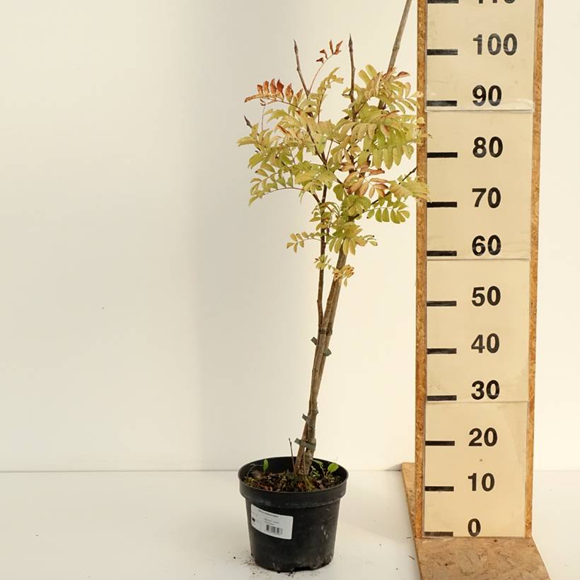 Promesse de Fleurs - Sorbus matsumurana - Sorbier Pot de 4L/5L, Tige - Image 2