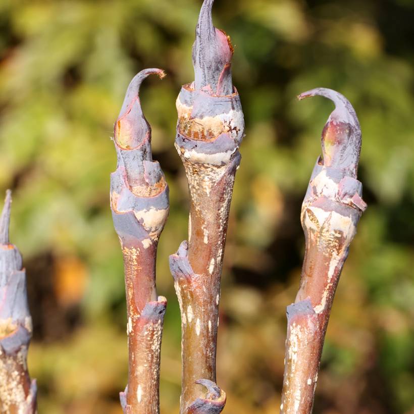 Promesse de Fleurs - Sorbus matsumurana - Sorbier Pot de 4L/5L, Tige