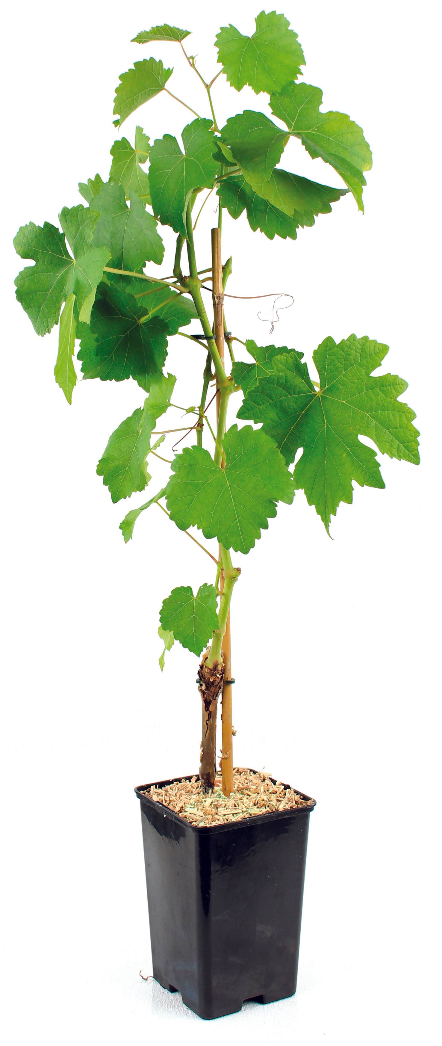 Vigne italia pot 1,3 l - Image 2