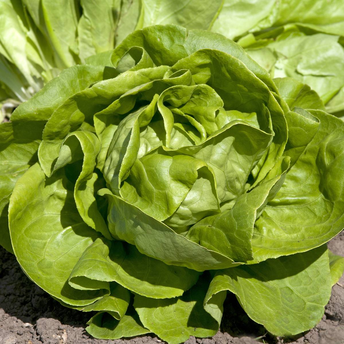 Laitue pommée Gustav's Salad - Graines le sachet de 850 graines environ (1g)