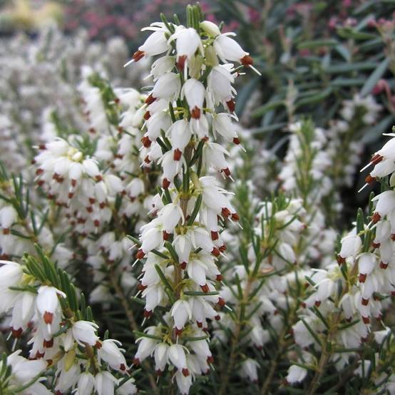 Erica darleyensis White Perfection - Bruyère d'hiver Godet de 8/9 cm - Image 1