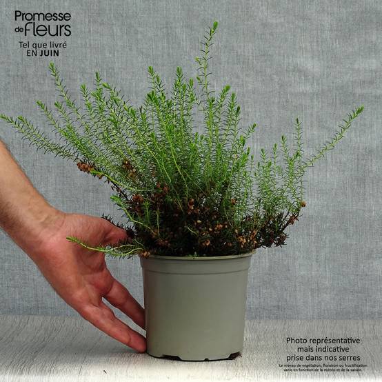 Erica darleyensis White Perfection - Bruyère d'hiver Godet de 8/9 cm - Image 2