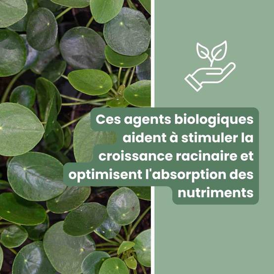 Substrat Universel enrichi en Mycorhize et Bacillus - Qualité Supérieure - Terreau universel - 10L - Image 4
