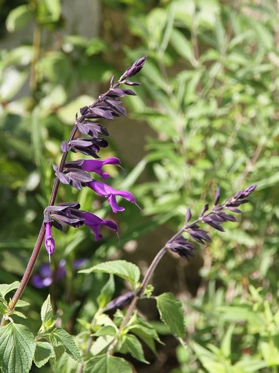 Sauge hybride Amistad violet - Salvia (x) guaranitica Godet de 8/9 cm - Image 2